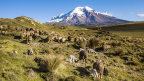 Ecuador Chimborazo